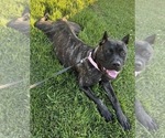 Small Photo #1 Cane Corso Puppy For Sale in WILMORE, KY, USA