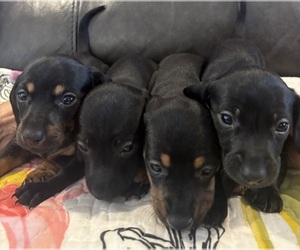 Dachshund Litter for sale in OLIVE HILL, KY, USA