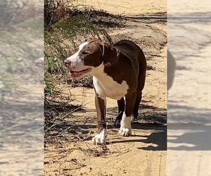 Mountain Cur-Unknown Mix Dogs for adoption in Ridgefield, CT, USA