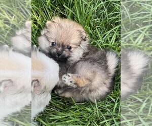 Pomeranian Puppy for sale in LISLE, IL, USA