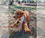 Small Photo #6 Poodle (Standard) Puppy For Sale in ABILENE, TX, USA