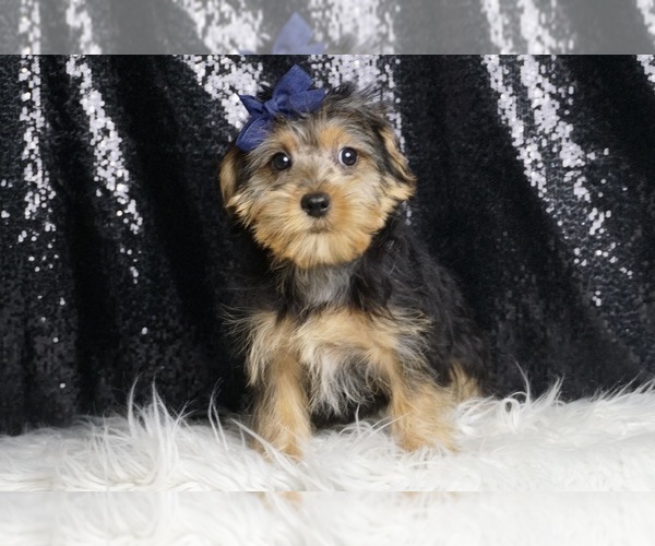 Medium Photo #5 Morkie Puppy For Sale in WARSAW, IN, USA