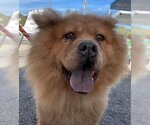 Small Photo #1 Chow Chow Puppy For Sale in Ventura, CA, USA
