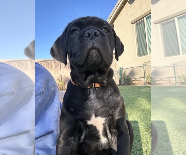 Medium Photo #10 Cane Corso Puppy For Sale in QUEEN CREEK, AZ, USA