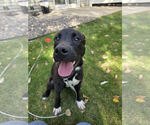 Small #3 American Pit Bull Terrier-Labrador Retriever Mix