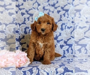 Double Doodle Puppy for sale in NOTTINGHAM, PA, USA