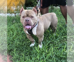 Father of the American Bully puppies born on 12/14/2020
