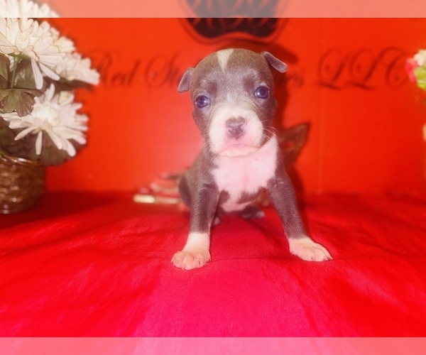 Medium Photo #1 American Pit Bull Terrier Puppy For Sale in TRENTON, NJ, USA