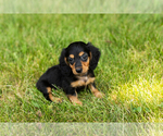 Small #1 Dachshund