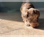 Small #2 Poovanese