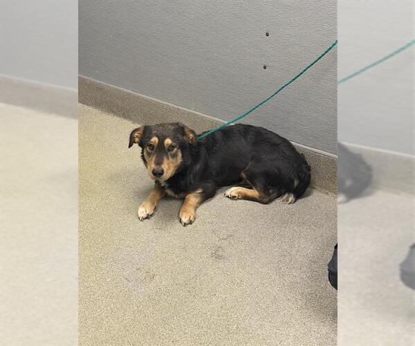 Medium Photo #1 Dachshund-Unknown Mix Puppy For Sale in Las Vegas, NV, USA