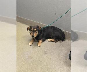 Dachshund Mix Dog for Adoption in Las Vegas, Nevada USA