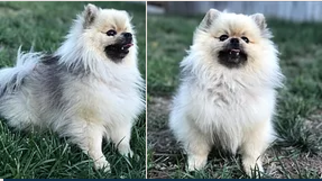 Father of the Pomeranian puppies born on 02/21/2018