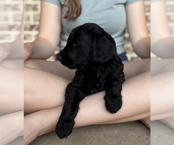 Medium Photo #3 Goldendoodle Puppy For Sale in RED OAK, TX, USA