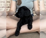Small #2 Goldendoodle