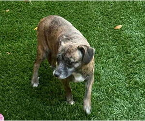 Amaryllis - Female Jack Chi Dog for Adoption - Photo #4