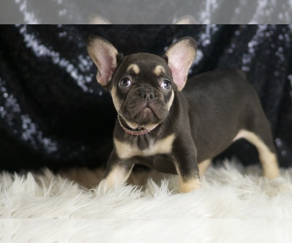 Medium Photo #17 French Bulldog Puppy For Sale in WARSAW, IN, USA