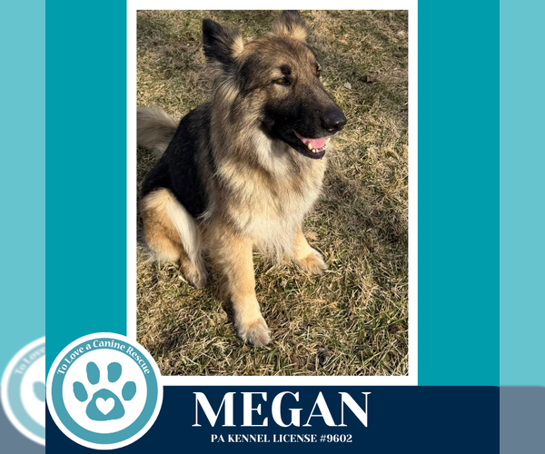 Medium Photo #3 German Shepherd Dog Puppy For Sale in Kimberton, PA, USA