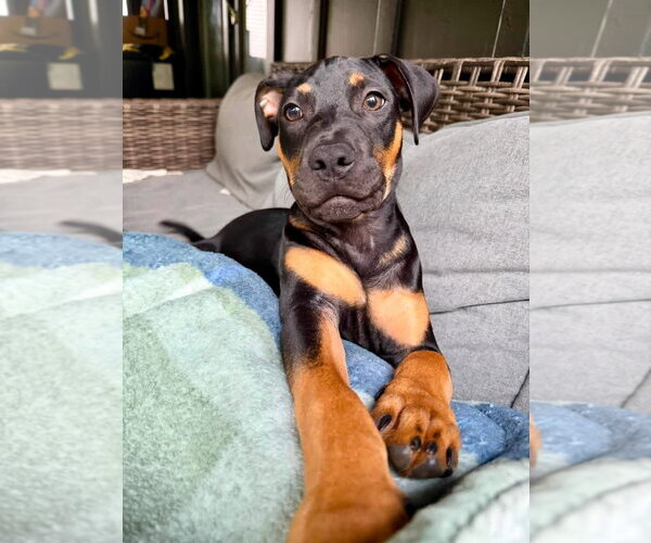 Medium Photo #4 Mutt Puppy For Sale in Hillsboro, MO, USA