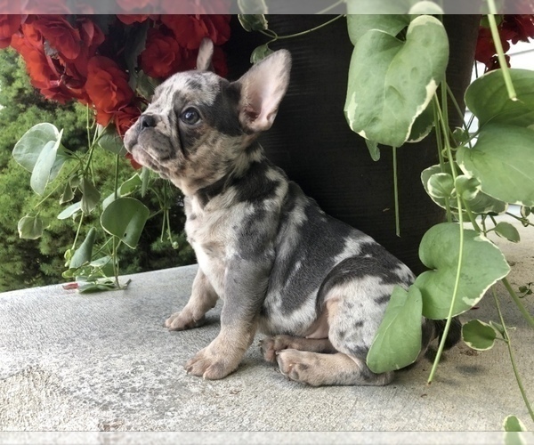 Medium Photo #2 French Bulldog Puppy For Sale in MILLERSBURG, OH, USA
