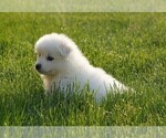 Small #1 Samoyed