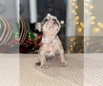 Small Photo #2 French Bulldog Puppy For Sale in HILTON, NY, USA
