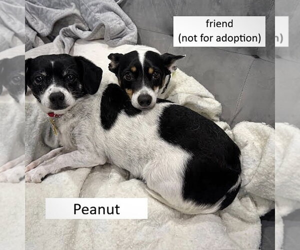 Medium Photo #4 Raggle Puppy For Sale in Atlanta, GA, USA