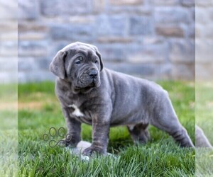Cane Corso Puppy for sale in LANCASTER, PA, USA