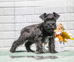 Puppy Mojo Schnauzer (Miniature)