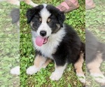 Puppy 0 Australian Shepherd