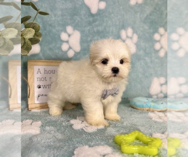 Medium Photo #5 Mal-Shi Puppy For Sale in NOBLESVILLE, IN, USA