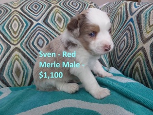 Miniature Australian Shepherd Puppy for sale in NORFOLK, NE, USA