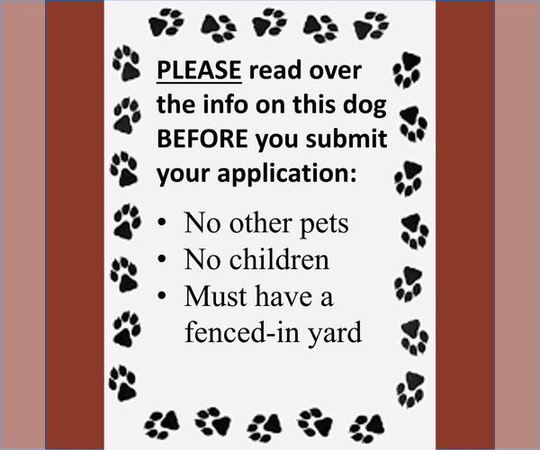 Medium Photo #4 German Shepherd Dog Puppy For Sale in Fargo, ND, USA