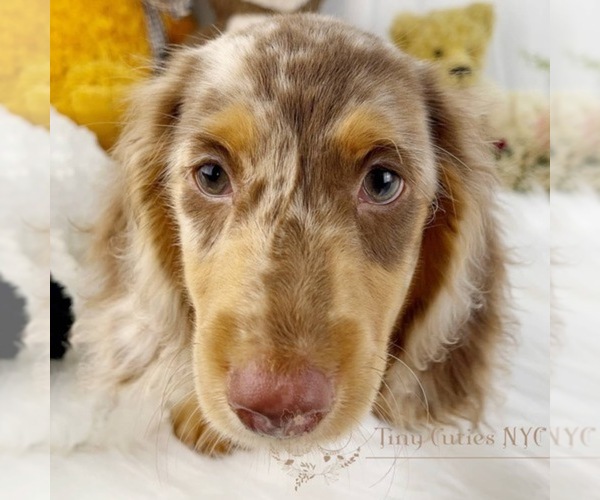 Medium Photo #4 Dachshund Puppy For Sale in ASTORIA, NY, USA