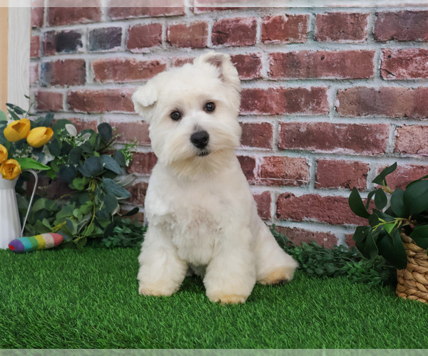 Medium Photo #15 West Highland White Terrier Puppy For Sale in SYRACUSE, IN, USA