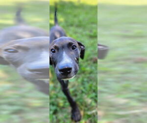 Labrador Retriever-Unknown Mix Dogs for adoption in Aurora, IN, USA