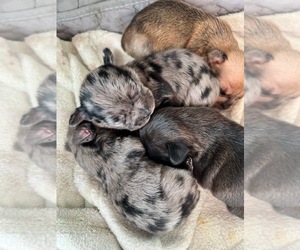 French Bulldog-Yorkshire Terrier Mix Puppy for sale in SAN JUAN BAUTISTA, CA, USA