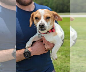 Jack Chi Dogs for adoption in Holly Springs, NC, USA