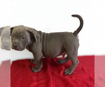 Small #1 American Bully