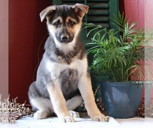 German Shepherd Dog-Siberian Husky Mix Puppy for sale in APPLE CREEK, OH, USA
