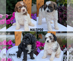 Small Photo #41 Maltipoo (Toy) Puppy For Sale in GOSHEN, IN, USA