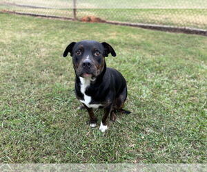 American Pit Bull Terrier-Unknown Mix Dogs for adoption in Grovetown, GA, USA