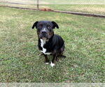 Small American Pit Bull Terrier Mix