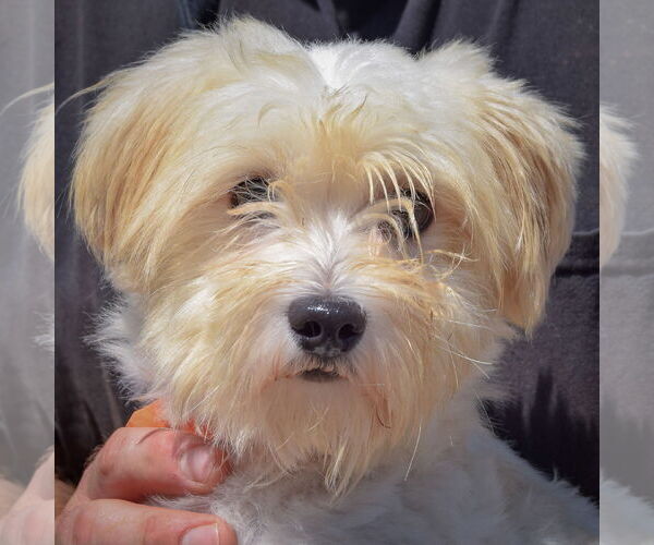Medium Photo #5 Havanese Puppy For Sale in Huntley, IL, USA