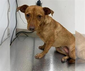 Anatolian Shepherd-Chihuahua Mix Dogs for adoption in Baytown, TX, USA