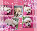 Small #2 Norfolk Terrier Mix