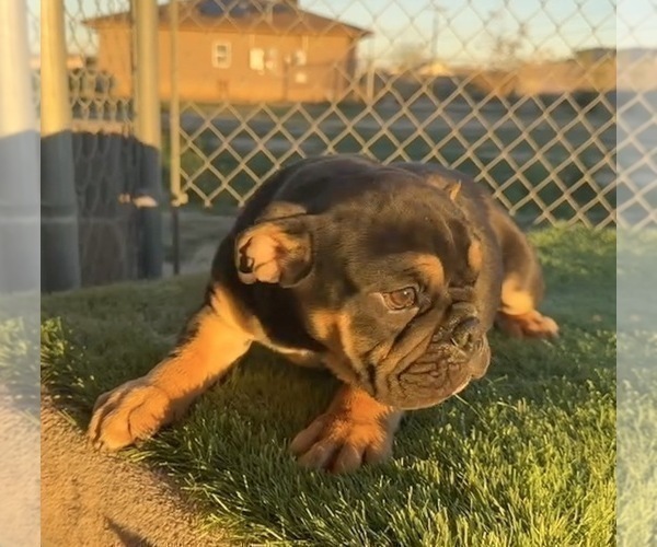 Medium Photo #31 English Bulldog Puppy For Sale in SAN JOSE, CA, USA