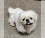 Small Photo #2 Pekingese Puppy For Sale in St. Louis Park, MN, USA