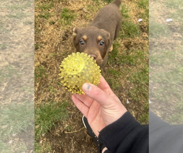 Medium Photo #3 Mutt Puppy For Sale in Sandy, UT, USA