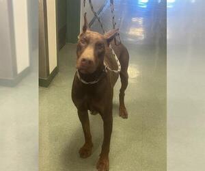 Doberman Pinscher Dogs for adoption in Santa Maria, CA, USA